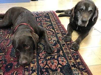 calvin-marit two black labs lying on the vermont plank flooring office floor.