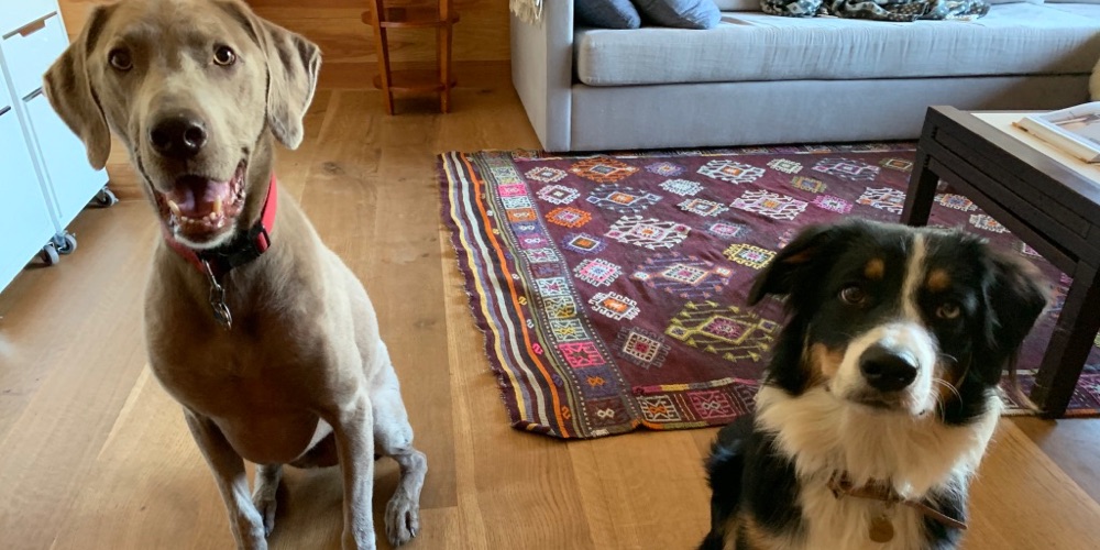 dogs and hardwood floors