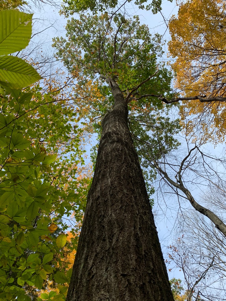 Maple Tree in Vermont