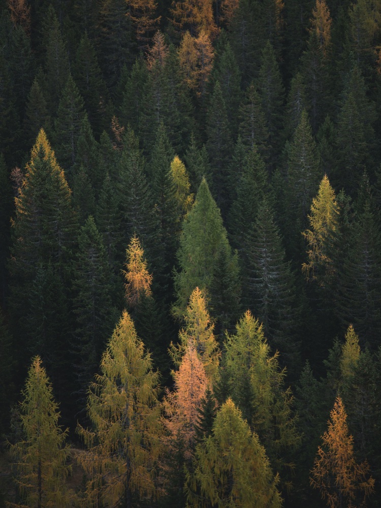 vermont plank pine forest - yellow green colors