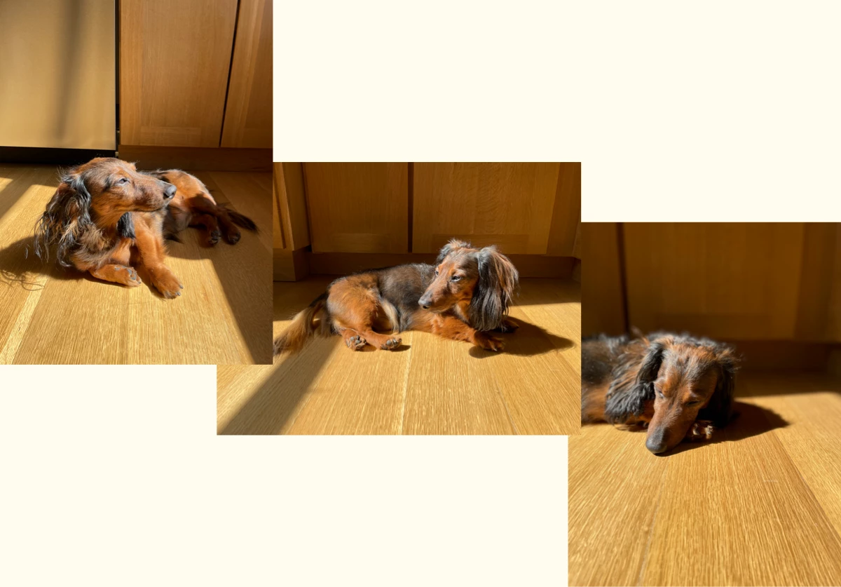 dachshund on white oak plank flooring