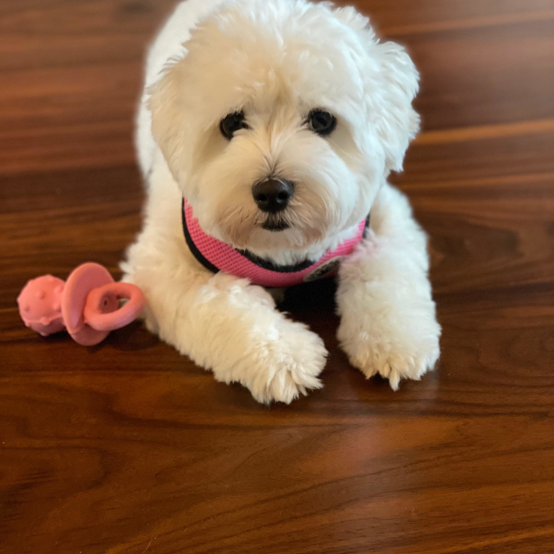 Maltese Puppy Walnut Hardwood Floor